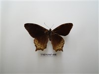 藏品(大幽眼蝶)的圖片